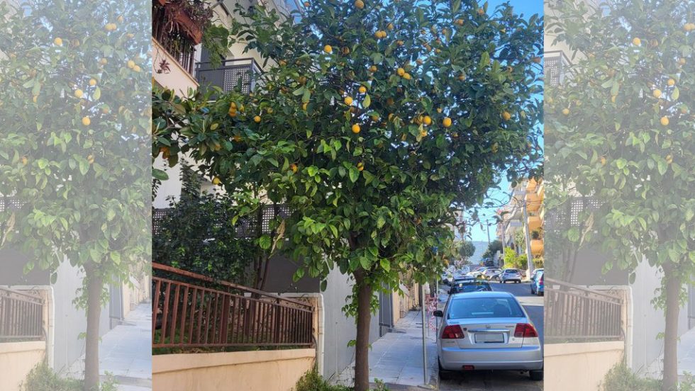 Τα ψηλά λεμόνια
